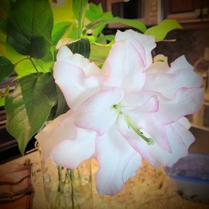 Meet your Posher, Morag